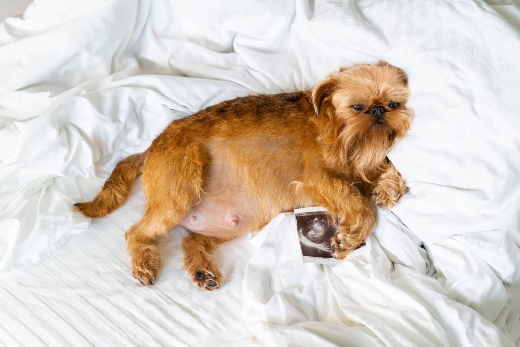a pregnant dog of the Brussels Griffin breed is sleeping on a white bed, is due to give birth soon, holds the result of an ultrasound scan