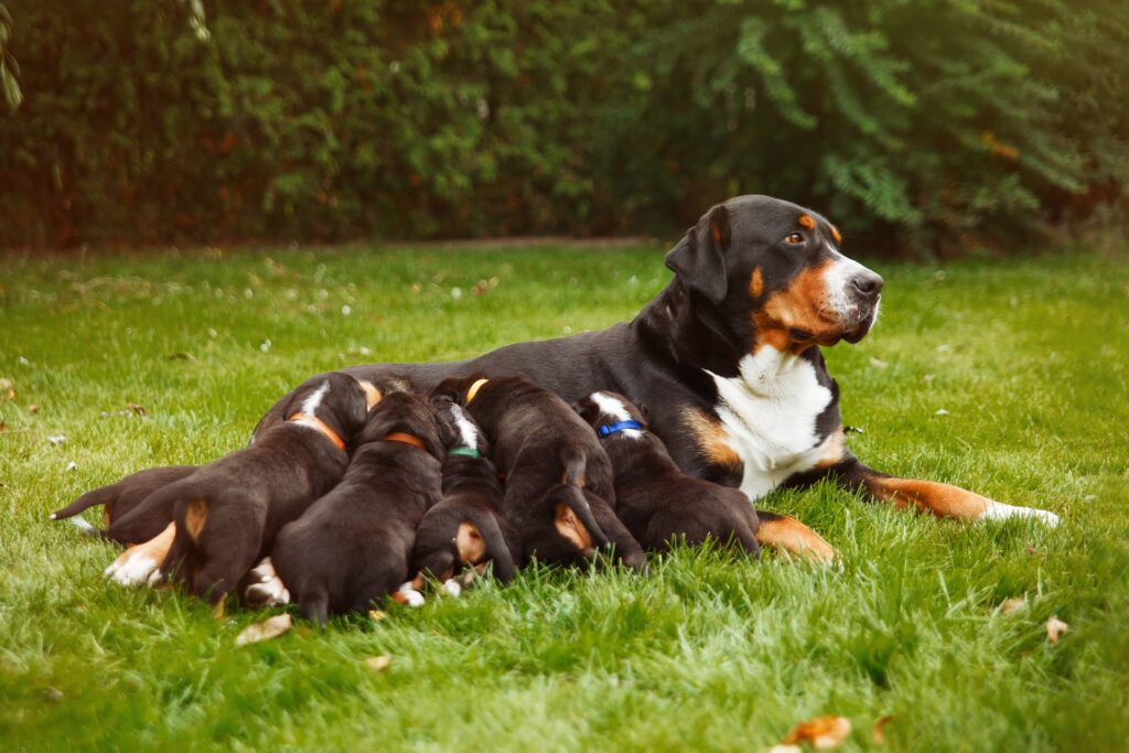 Mountain dog puppies, female dog with puppies on the grass