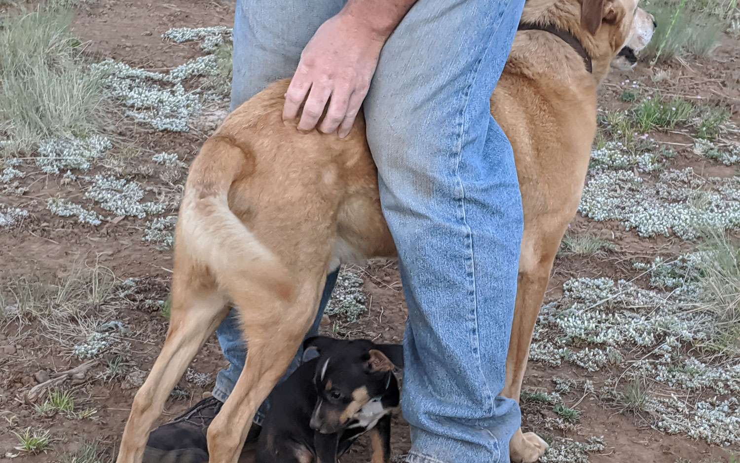 How Dogs Show They Love You 6 Sure Signs