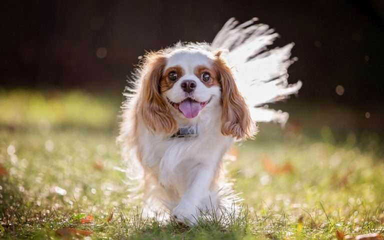 Dog Reiki