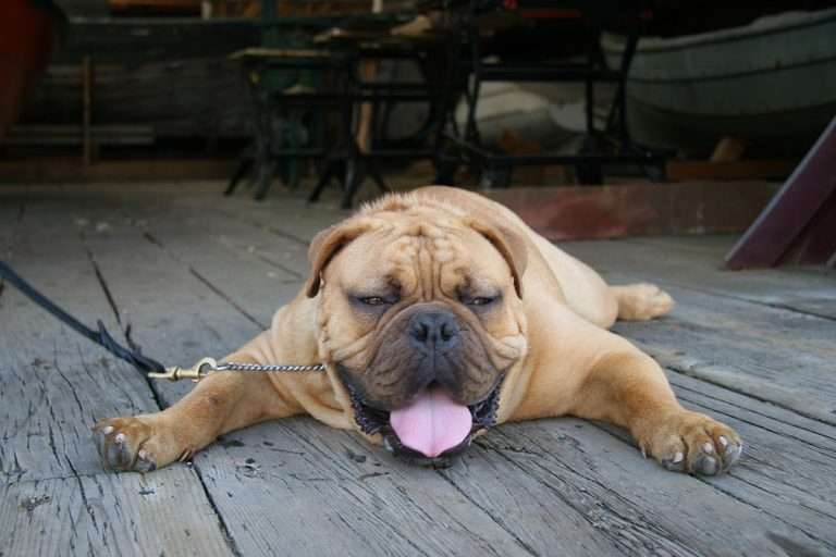 dog panting restless