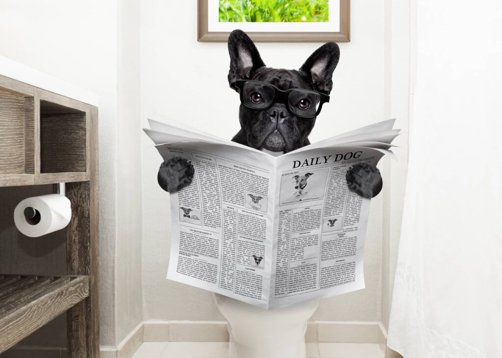 Dog Has Diarrhea But Acts Fine: A Comprehensive Guide - Doggiesite.com