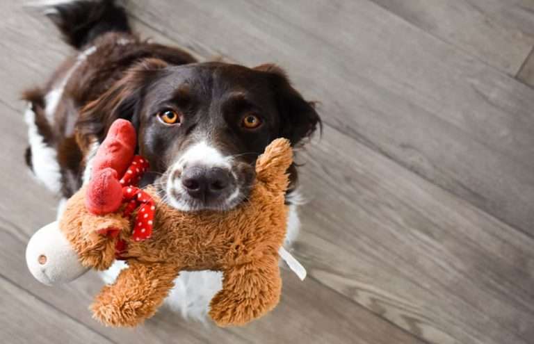 best dog toy