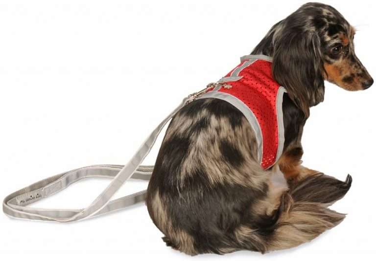 puppy dog harness