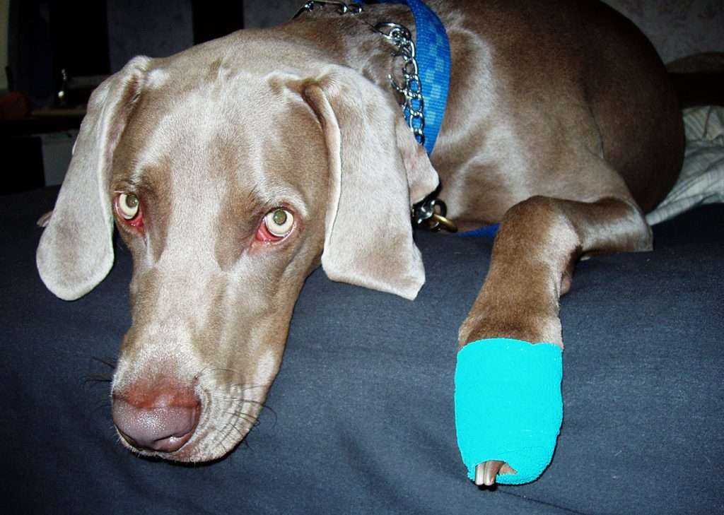 Dog Stung by Bee on Paw - limping