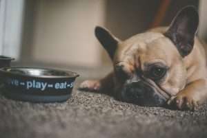 Dog doesn't eat