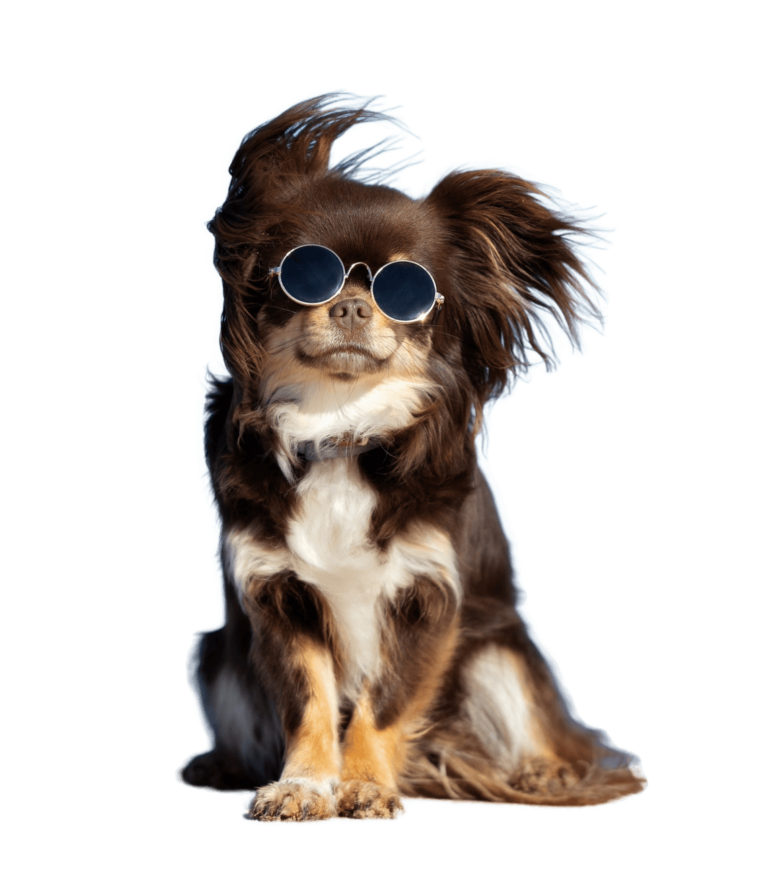 Dog wearing sunglasses