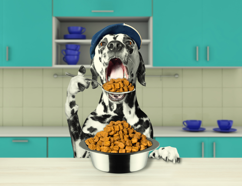 Dalmatian eating the best Hydrolyzed dog food