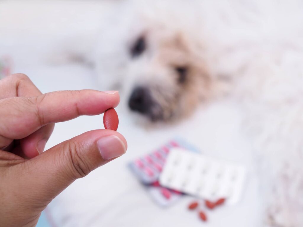 Metronidazole for Dogs