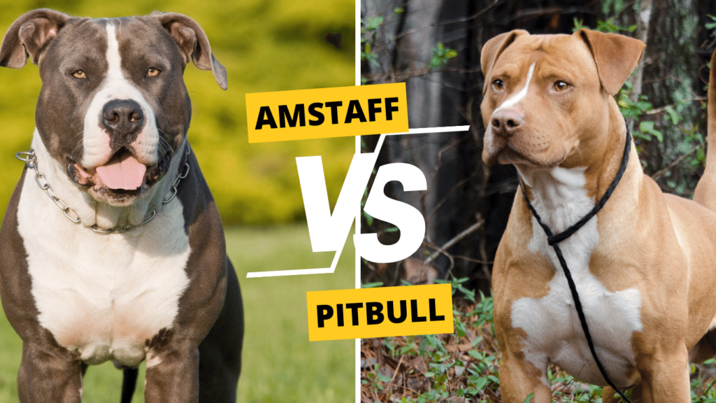 Amstaff vs Pitbull