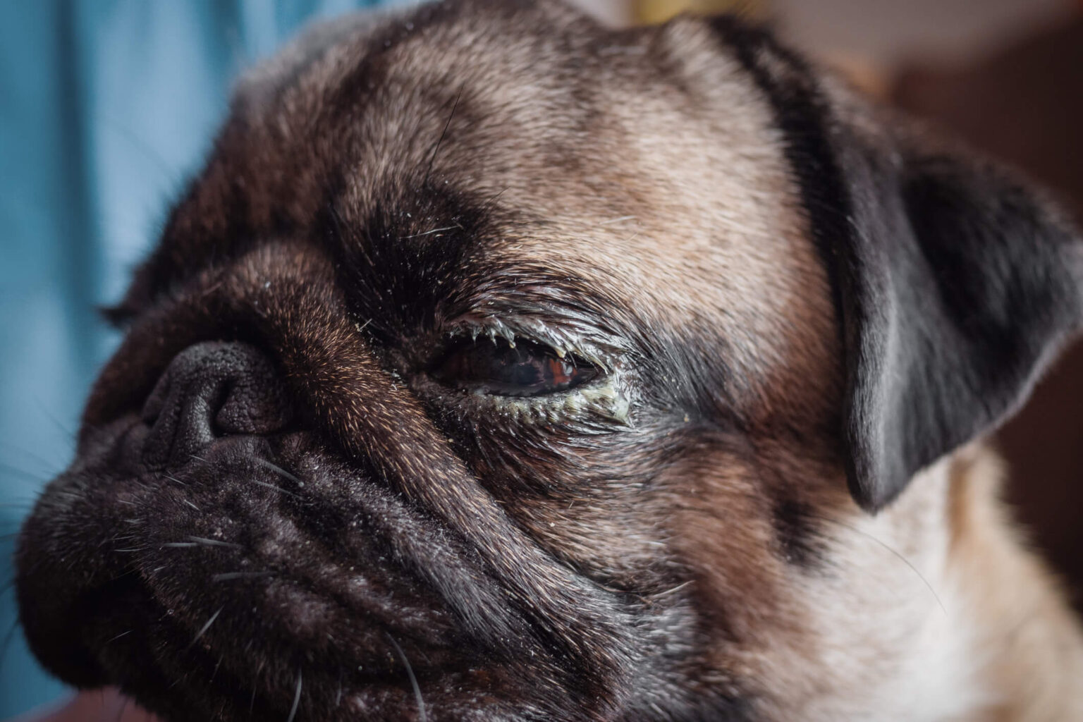 Eye Infections in Dogs Definitive Guide & Expert Solutions
