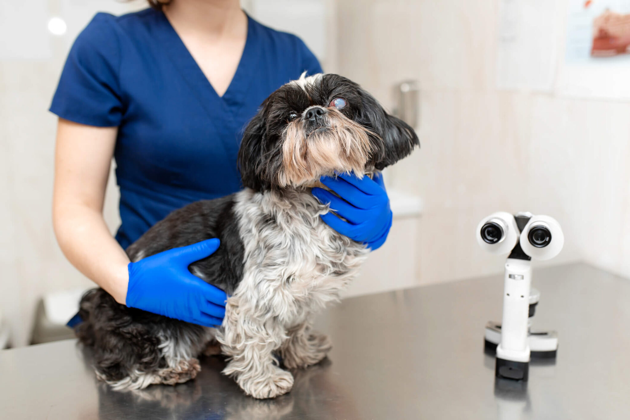 Eye Infections in Dogs Definitive Guide & Expert Solutions